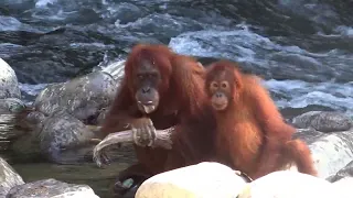 Orangutan is washing hands with soap