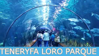 Park Loro Parque Teneryfa Delfiny, Orki, Lwy  i Storczyki.  Puerto de la Cruz. Oceanarium, Tenerife