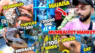 Mumbai Cheap Pet 🐕 Market 2023 | Dog Market In Mumbai | Crawford Market