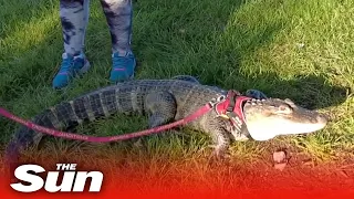 Emotional support ALLIGATOR denied entry to Phillies baseball game