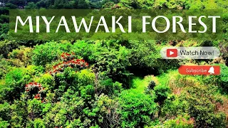 A Short Film on Miyawaki Forest