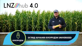 Огляд качанів кукурудзи UNIVERSEED | LNZ Hub 4.0