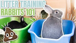 Litter Training Rabbits 101