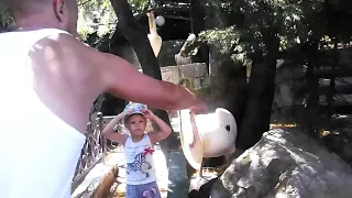 Пеликан чуть не сожрал девочку:))) Смешное видео, видео прикол:)