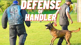 WHAT IS A DEFENSE OF HANDLER? BELGIAN MALINOIS ATTACK DOGS!! FRENCH RING DOG SPORT! // ANDY KRUEGER