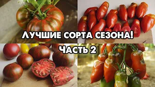 ОБЗОР ЛУЧШИХ СОРТОВ ТОМАТОВ СЕЗОНА!!! ЧАСТЬ 2!