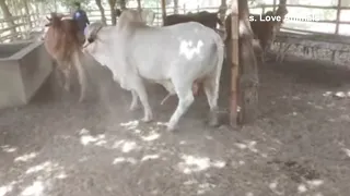 Natural Animal Meeting | New Cow Mating Videos 2022 | Summer Love Between Bulls & Cow New Videos