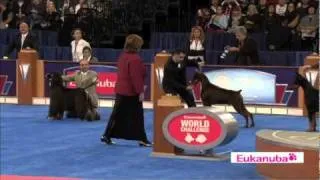 Eukanuba World Challenge Finals Part 3