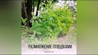 Размножение отводками