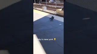 Two Pigeons Push Another Pigeon And Throw Them In Front Of Moving Train - 1181264