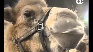 Верблюд плюнул в журналистку