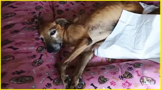 No One Wants to Save Him! Poor Dog Tried Desperately to Get Tearful End