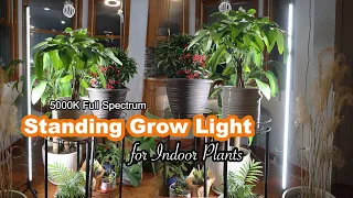 Best Grow Lights for Indoor Plants Barrina 5000K Full Spectrum Standing Grow Light