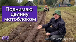 Первый снег. Поднимаю целину тяжелым дизельным мотоблоком. Плуг PL 130.