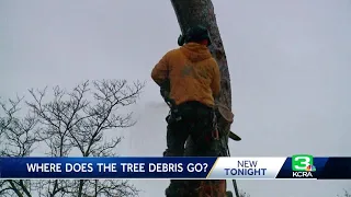 Windy weather downed hundreds of trees in the Sacramento area. Here’s what’s being done with them