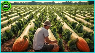 The Most Modern Agriculture Machines That Are At Another Level, How To Harvest Pumkins In Farm ▶10