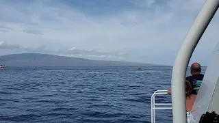 Quicksilver boat, Maui