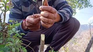 Grafting some cherry plants