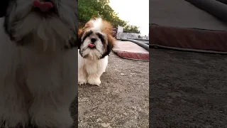 😎Shih😛Tzu🐾Puppy #shorts #viral #youtubeshorts #shihtzu #puppy #tiktok #dog #video #bhoot #cartoon