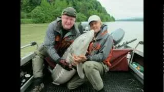 Рыбалка на Осетра Канада   fraser river рыбалка канада sturgeon fishing