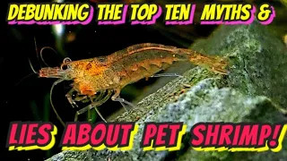 SHRIMP KEEPING -THE TOP 10 LIES, MYTHS OR HALF-TRUTHS DEBUNKED! From Cherry Shrimp to Exotic Species