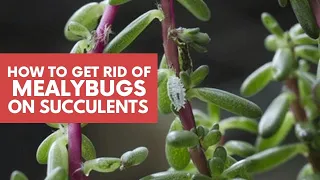 Mealybugs on Succulents | How To Get Rid Of Mealybugs With 5 Natural Ways