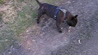 Our StaffyTalek, Wykeham woods, UK