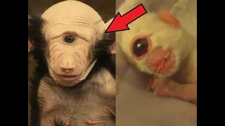 The baby is born a monster. You will be shocked, this is what the parents did!