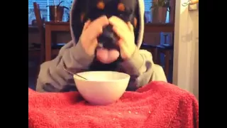 Dog eats