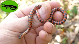 INSANE LOUISIANA SNAKE HUNTING! - (Slightly Less than 50 Snake Day) Beautiful Mud Snake and More!