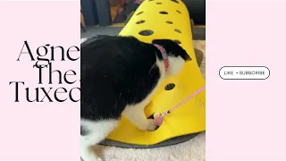 tuxedo cat plays in funny cheese felt tunnel cat toy