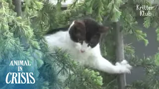 Bullied Cat Wants To Jump Off From The Tree | Animal in Crisis EP231