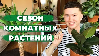 Весенний уход за Комнатными Растениями » Бурный Рост и Цветение