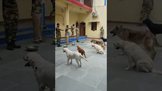 CISF Dog Squad feeding routine. #cisf#dmrc#dog