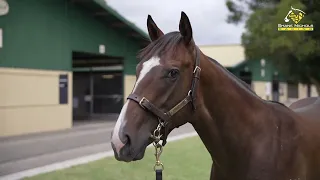 Ole Kirk x A Saucy Snitzel '22 Colt - Shane Nichols Racing