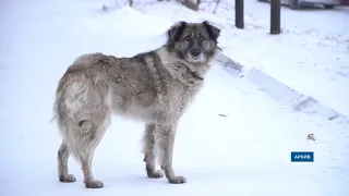 Стая собак напала на ребёнка в Улан-Удэ