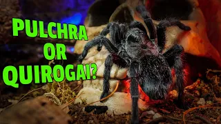 The MYSTERY of the Brazilian Black Tarantula! Lookalikes REVEALED!