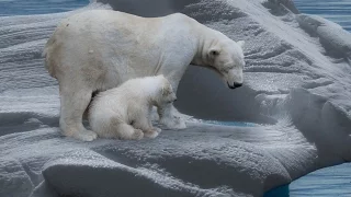 Der Eisbär - Dokumentation [1080p] [HD] [DokuExtrem]