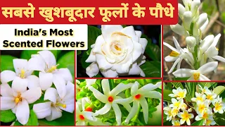 खुशबूदार 20+ फूलों के पौधे /Top 20 Fragrant/ Aromatic / Scented Permanent Flowers Plant India