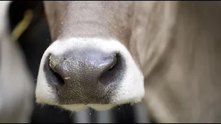 Una stalla a misura di mucca