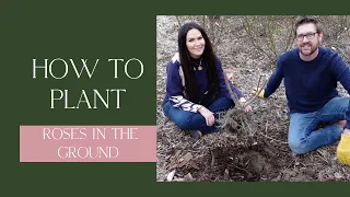 How to Plant Roses in the Ground