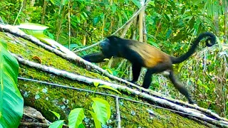 TRAIL CAM Videos: Animals in a Jungle Forest (2023) My BEST Mega Compilation!