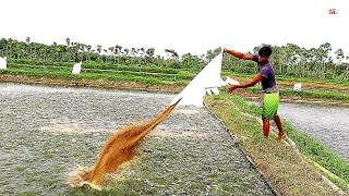 Fish Farming for the Commercial Pond Production of the Catfish in South-East Asia