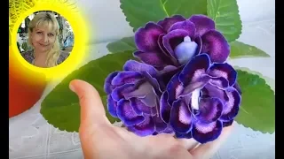 🌹🌹🌹ШОУ ГЛОКСИНИЙ ! СОРТА ГЛОКСИНИЙ, ВЫПУСК №12. How to grow gloxinia