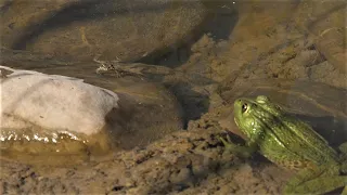 Big frog eats a small one / La rana grande se come una pequeña / Grosser Frosch frisst kleinen