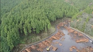 A New Era for Japan’s Forests