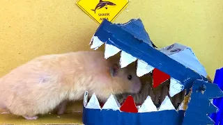 HAMSTER VS TRAP - Hamster Escape Monster Obstacle Course Cardboard