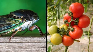 Will CICADAS eat my vegetable garden?? Brood X is coming - protect your fruit trees!