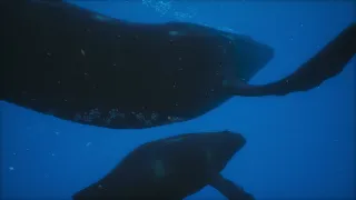 Unreal Engine Cinematic - Swimming with Whales