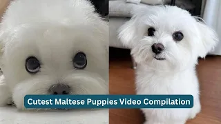 Cutest Maltese Puppies Video Compilation